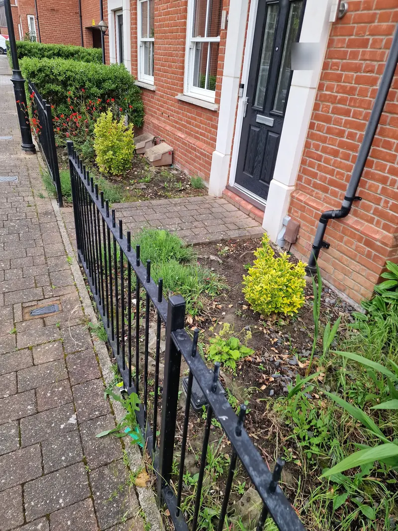 Overgrown front bed and worn block path behind railings at a Colchester town house
